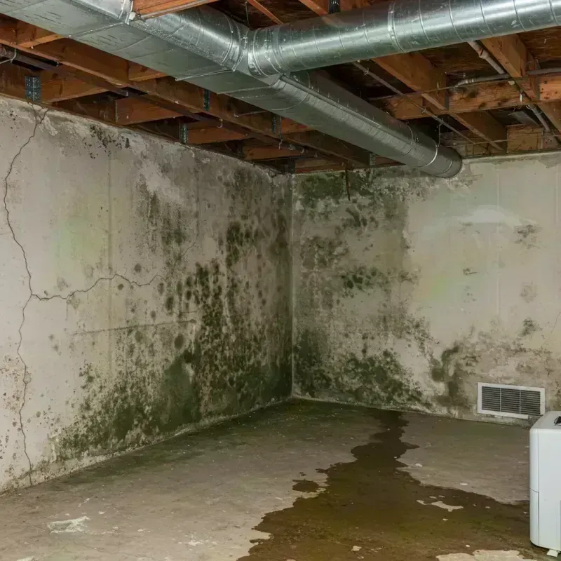 Professional Mold Removal in San Andreas, CA